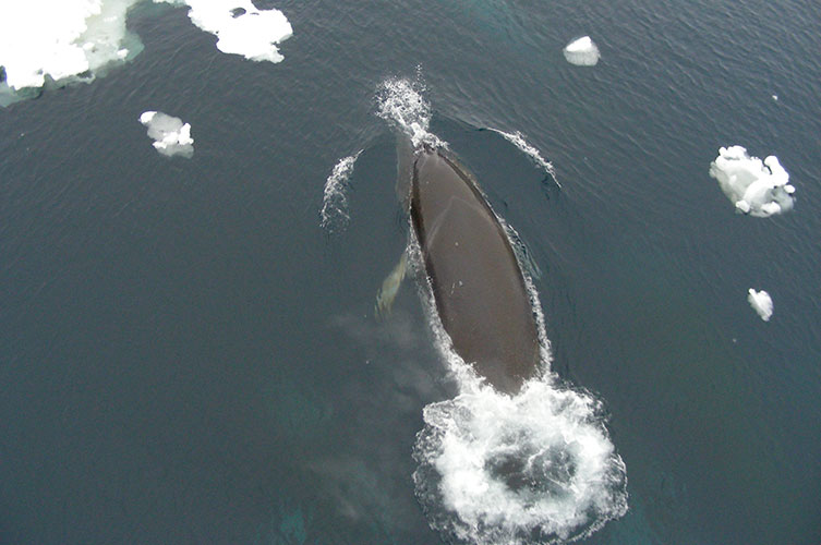 A whale takes a breath at the ocean's surface. Small patches of ice float nearby. 