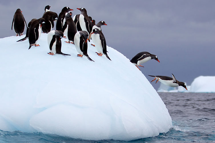 A group of penguins stands on an iceberg. Two penguins are jumping into the water. 