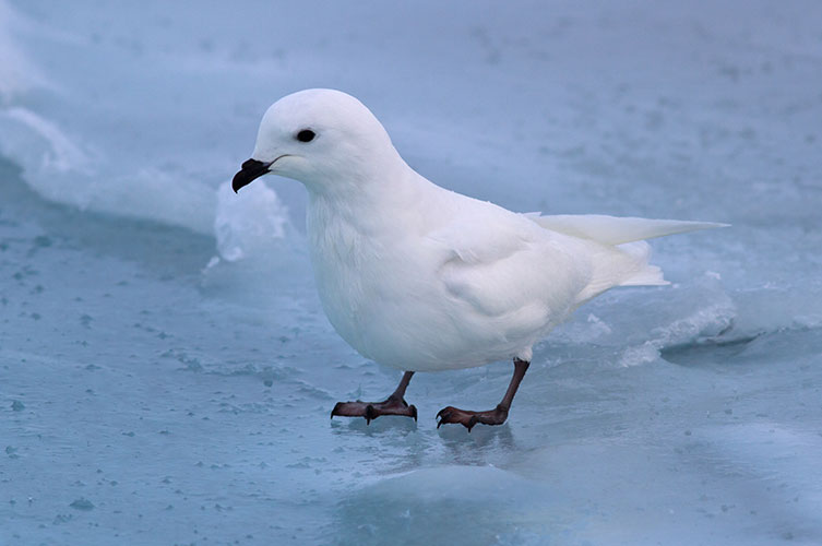 A small white bird with a black beak standing on ice. 