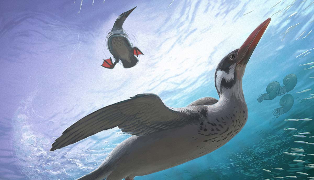 An artist's impression of Vegavis swimming underwater, with another individual floating on the surface above.