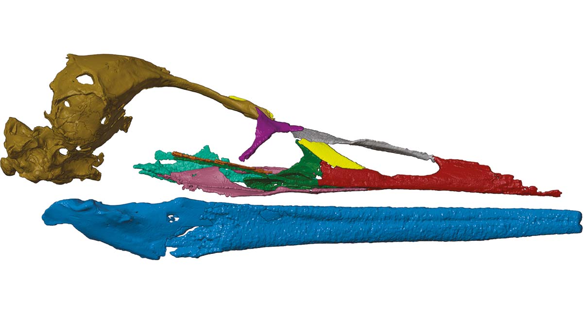 A digital reconstruction of Vegavis' skull, with different elements in different colours.