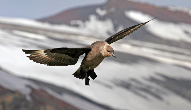 A brown south polar skua flies through the air, with a snowy mountain in the background