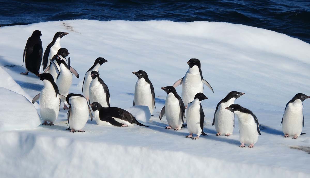 A group of Adélie penguins stands on a floating block of ice.