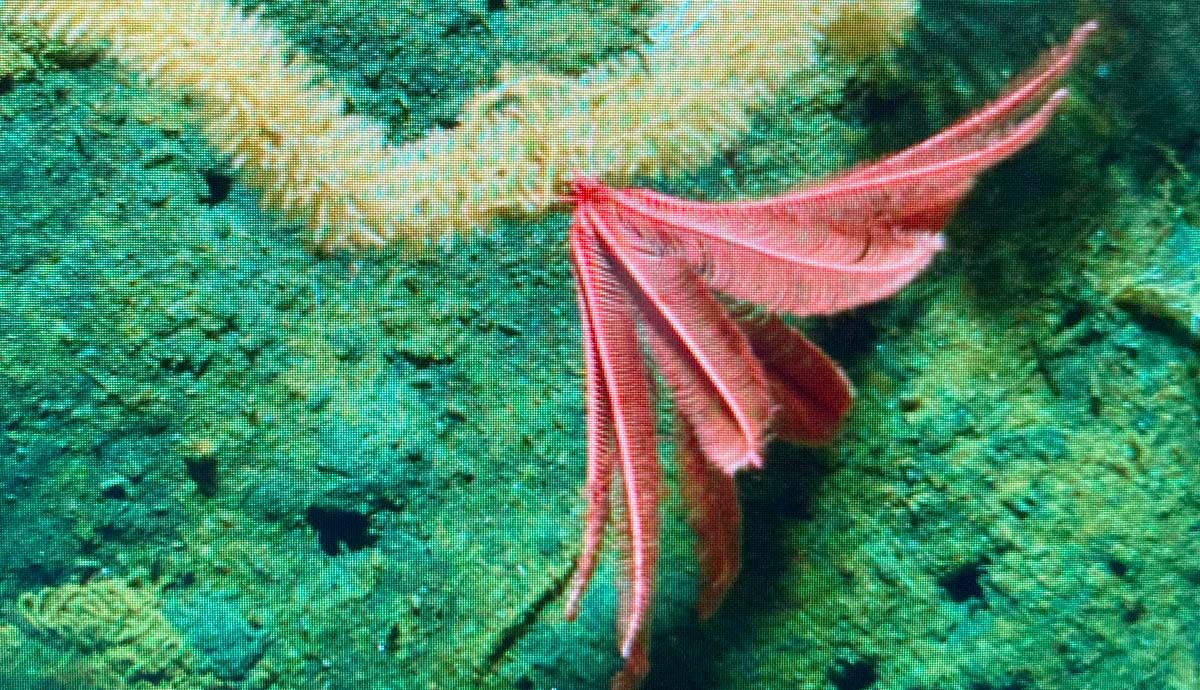 A close-up on a crinoid, as seen through an underwater camera.