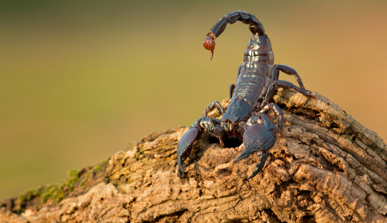 An emperor scorpion sits on a log