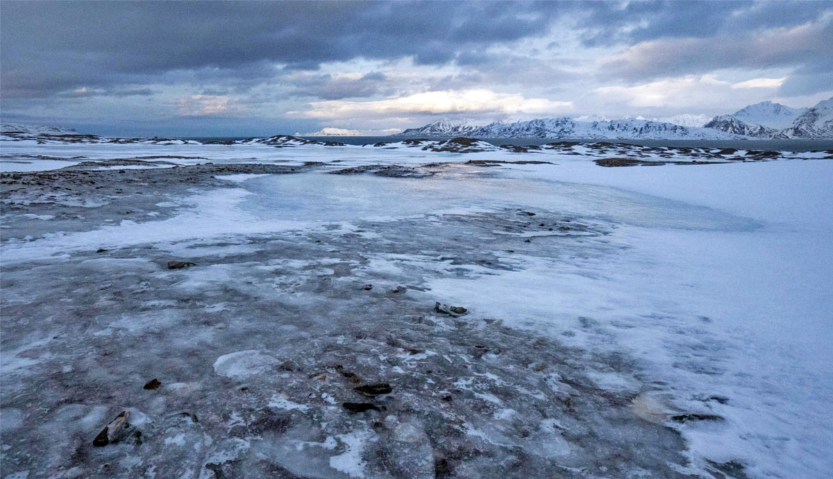 Vegetation can be seen beneath a thin ice layer.