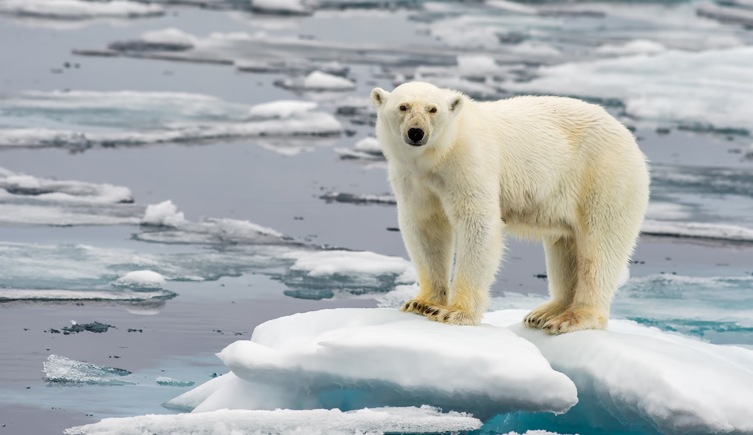 A polar bear looks towards the camera as it standing on a small piece of ice surrounded by water