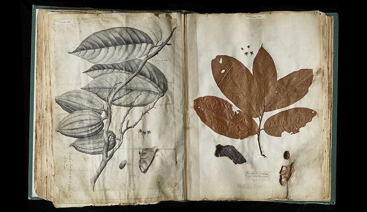 An illustration and pressed botany specimen of cocoa