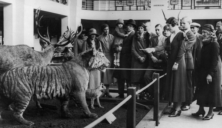 Black and white photo showing a crowd looking at one of our old displays of taxidermied animals including tigers and zebras