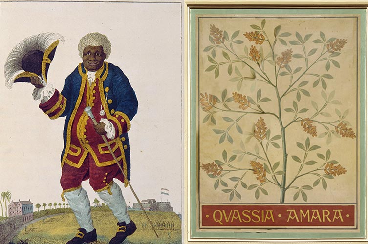 A portrait of Graman Kwasi in formal Dutch costume next to our ceiling tile of bitter ash showing its scientific name Quassia amara