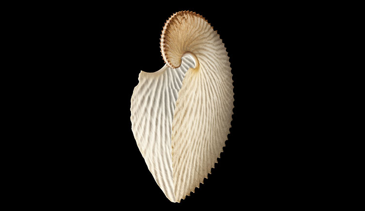 The open side of an argonaut egg case.