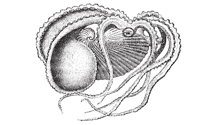 A black and white drawing of an adult female argonaut.