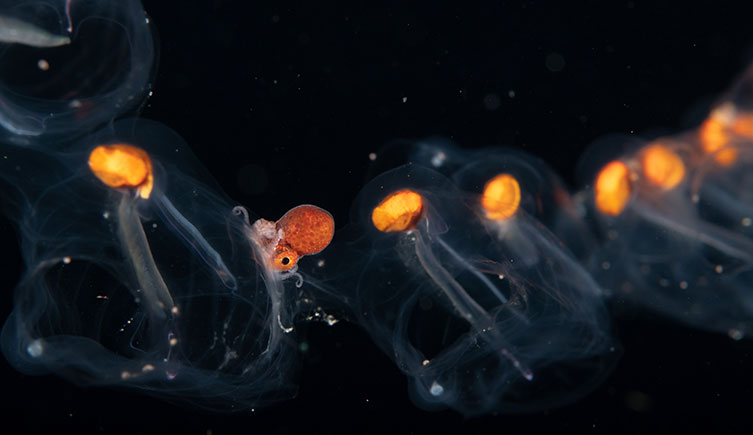 A small argonaut on top of a salp.