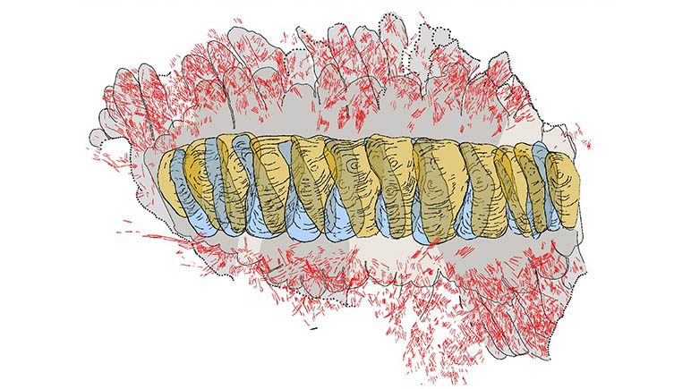 A drawing of the fossil, highlighting some of the key features, including the patterns created by the shells that ran down its back and the bristles along its side. 