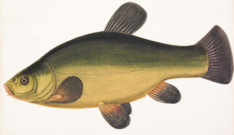 Illustration of a Tench by Sarah Bowditch