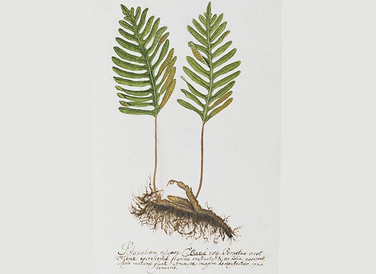 A Polypodum australe watercolour painting by Dillenius