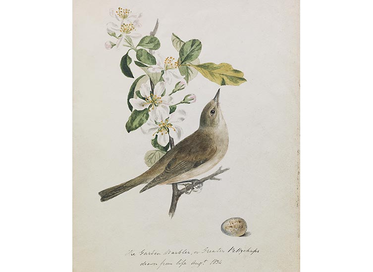 The garden warbler illustrated by John Cotton