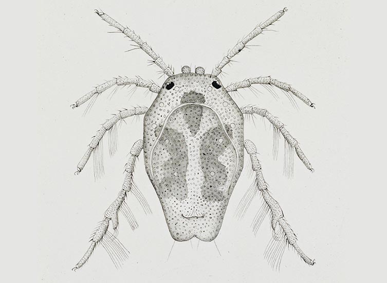 A black and white water mite illustration by Charles David Soar
