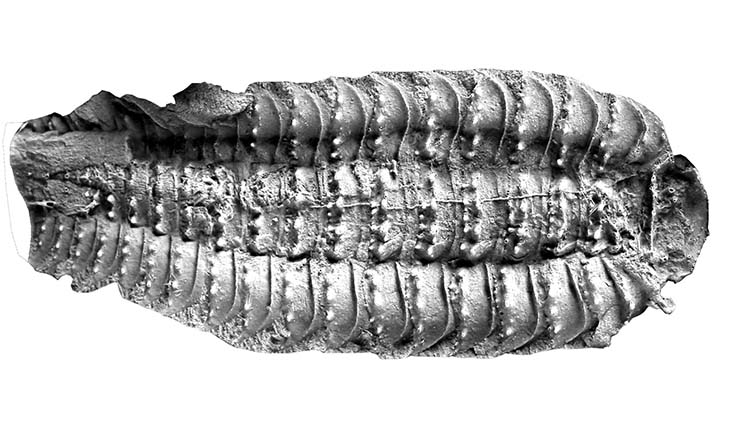 A photo of a grey latex cast of Arthropleura.