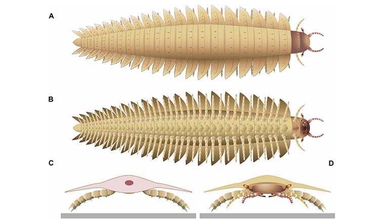 An artist's reconstruction of Arthropleura, showing it from above (A), below (B), behind (C) and the front (D).