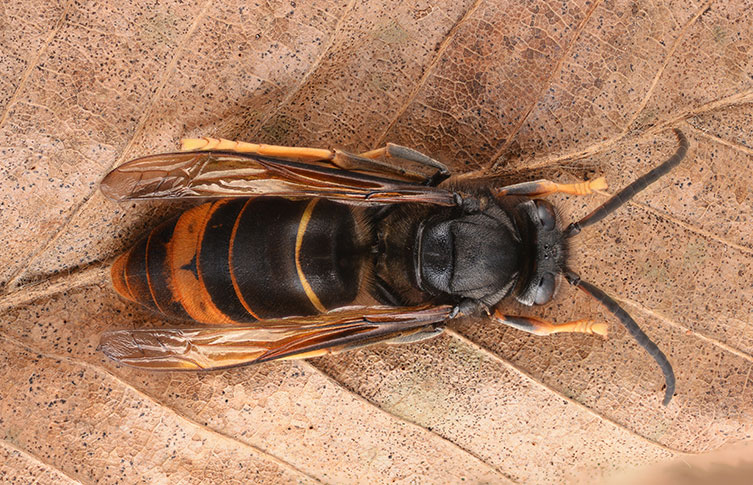 Birds-eye-view of an Asian hornet