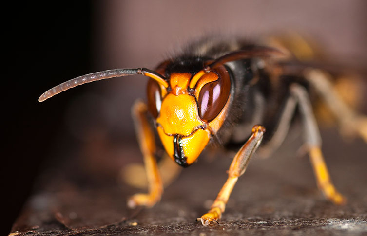 A yellow-legged hornet's face
