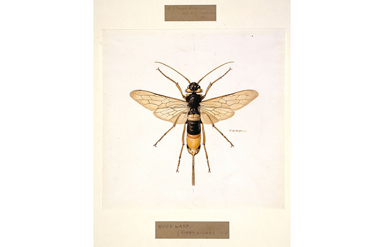 An illustration of a giant woodwasp