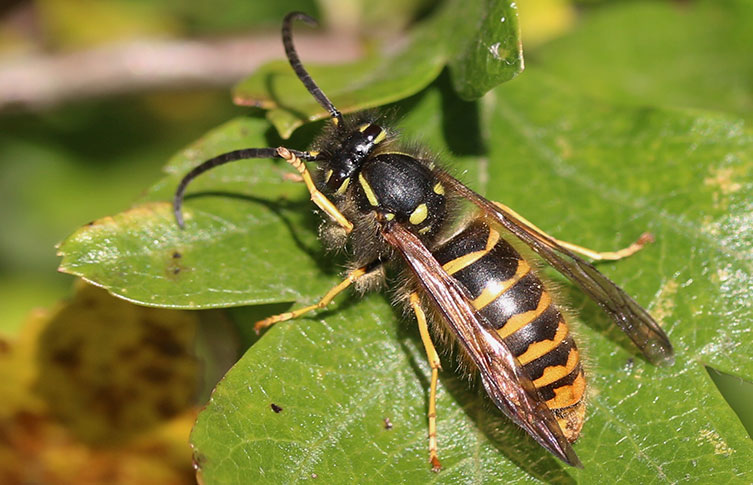 A male median wasp on a green leaf