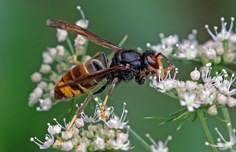 A yellow-legged hornet on a plant with white flowers