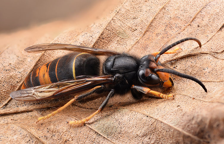 A yellow-legged hornet on a brown leaf