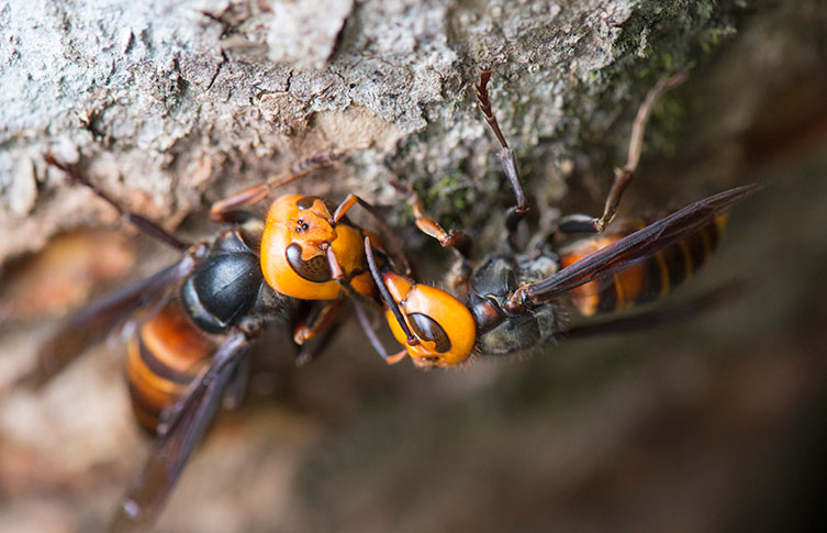 Two adult Asian giant hornets