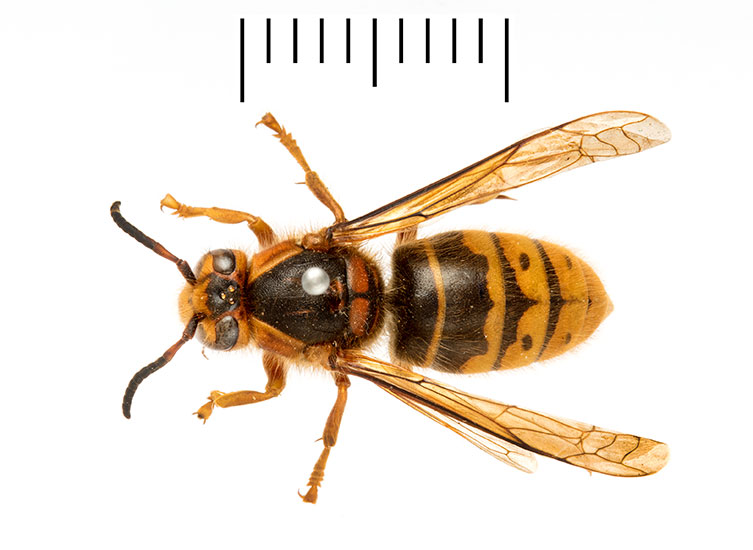 A birds-eye view of a pinned median wasp queen specimen. It has a dark body with a yellow-orange and black banded abdomen, and yellow-orange legs.