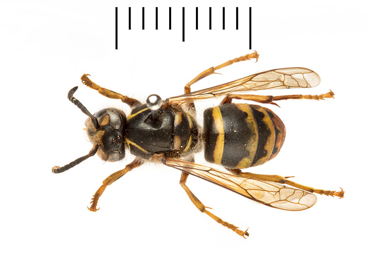 A birds-eye view of a pinned median wasp worker specimen. It has a dark body with a yellow and black banded abdomen, and yellow legs. 