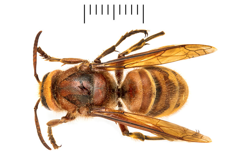 A birds-eye view of a large, pinned European hornet queen specimen. It has a red-brown body and legs, and a light yellow and brown banded abdomen. 