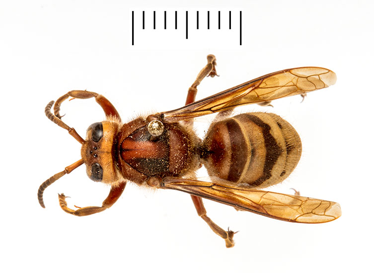 A birds-eye view of a pinned European hornet worker specimen. It has a red-brown body and legs, and a light yellow and brown banded abdomen. 