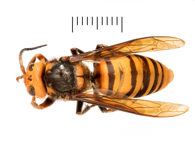 A birds-eye view of a male, pinned giant Asian hornet specimen. It has a dark body, a bright orange head and a yellow and brown banded abdomen. 