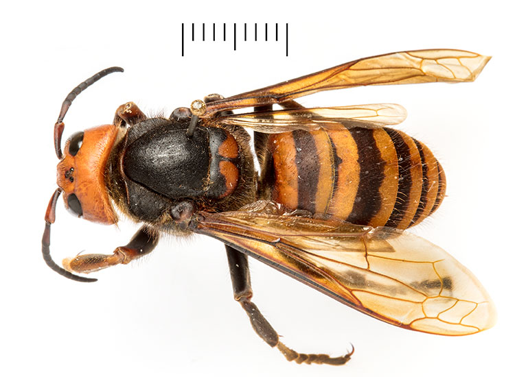 A birds-eye view of a very large, pinned giant Asian hornet queen specimen. It has a dark body, a bright orange head and a yellow and brown banded abdomen. 