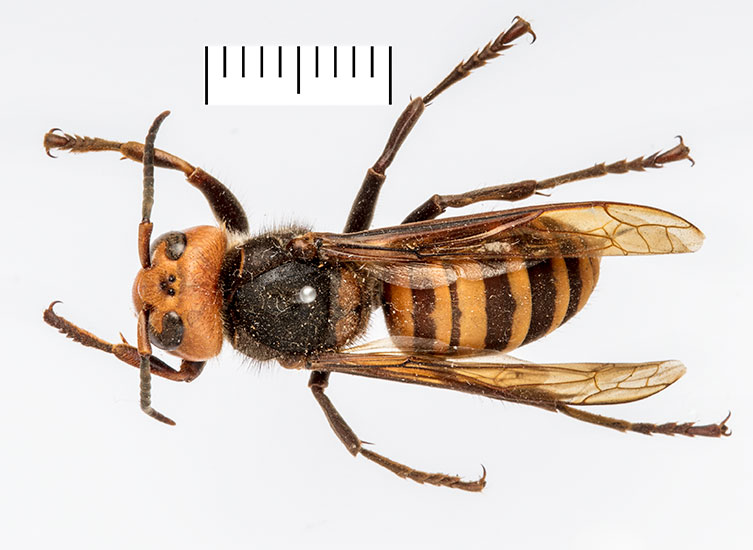A birds-eye view of a pinned giant Asian hornet worker specimen. It has a dark body, a bright orange head and a yellow and brown banded abdomen. 