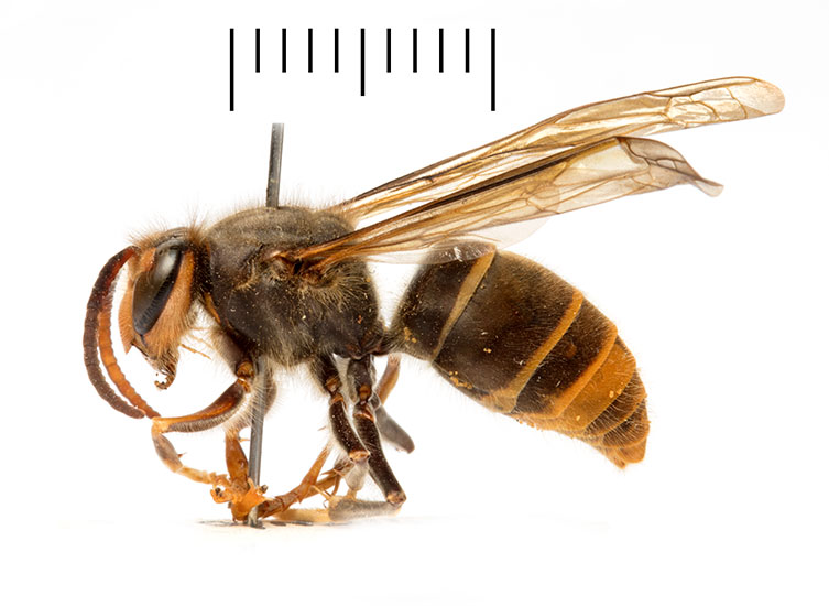 A side view of a male, pinned Asian hornet specimen. It has a dark body, yellow and brown bands on the abdomen and  yellow legs. Its smaller than the queens and workers. 