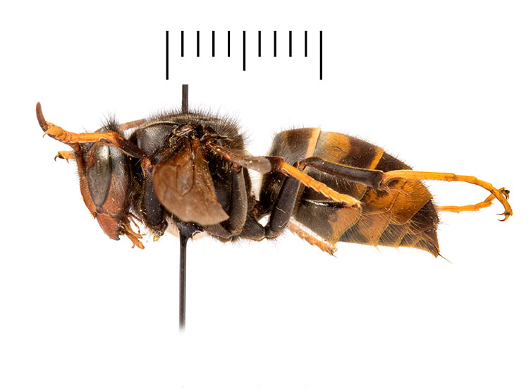 A side view of a pinned Asian hornet queen specimen. It has a dark body, yellow and brown bands on the abdomen and its yellow legs are stretched outwards from the body.