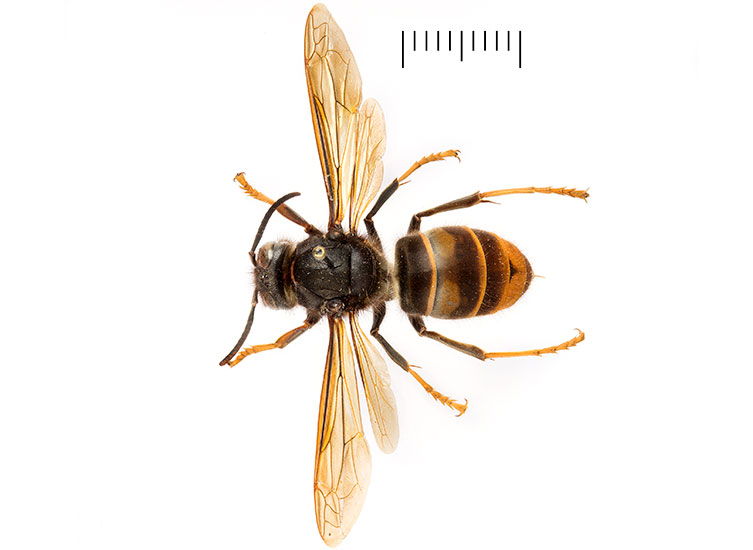 A birds-eye view of a pinned Asian hornet queen specimen. It has a dark body and yellow and brown bands on the abdomen. Its translucent yellow wings are stretched out to the sides. 