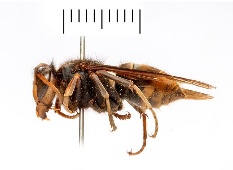 A side view of a pinned Asian hornet worker specimen. It has a dark body, yellow and brown bands on the abdomen and yellow legs.