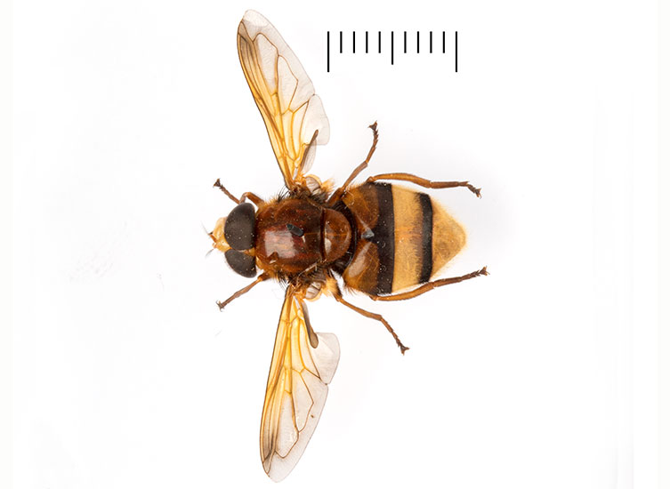 A birds-eye view of a pinned hornet mimic hoverfly. It has a dark brown body, large brown eyes and a yellow and brown banded abdomen. Its wings are spread out to the sides. 