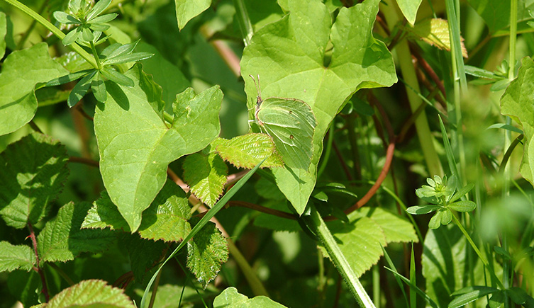 A well camouflaged brimstone butterfly
