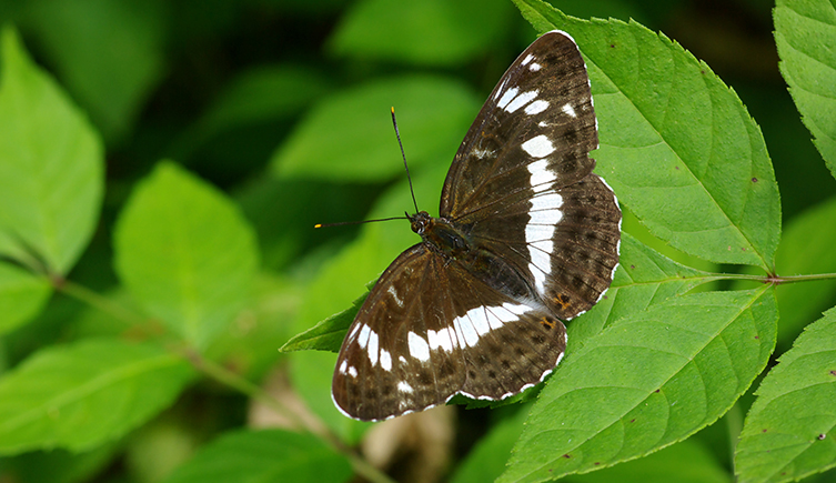 The white admiral can only be found in warmer parts of the country
