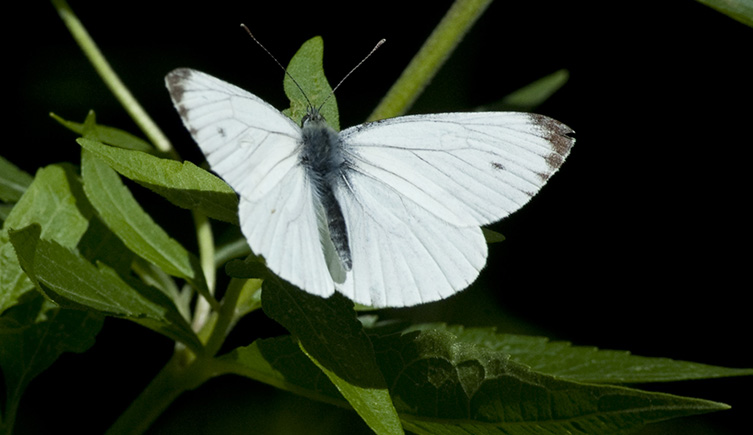 The green-veined white