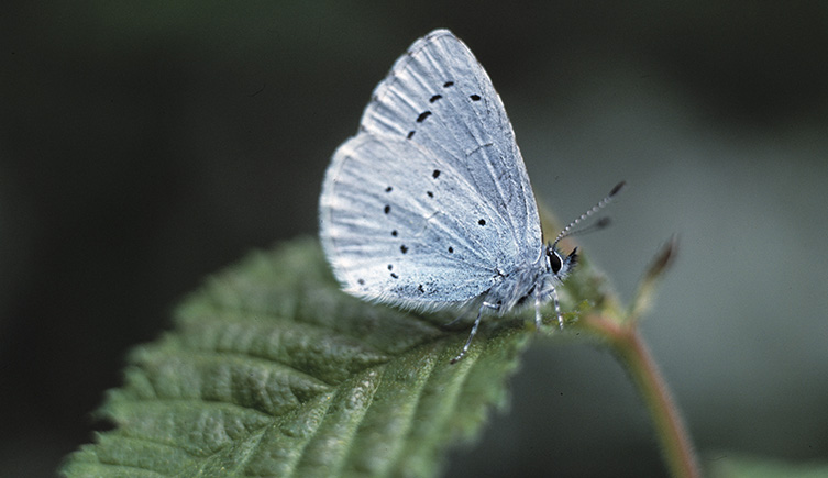 The holly blue is a frequent visitor to gardens