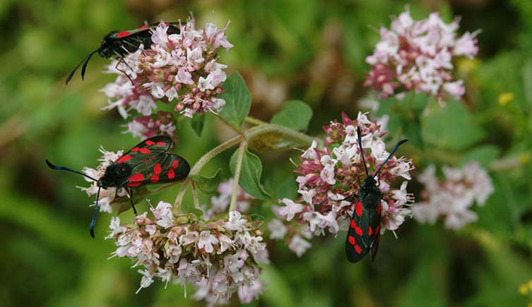 Six-spot burnet moths