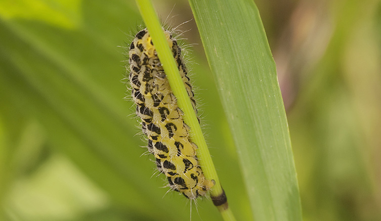 The larvae of the six-spot burnet species