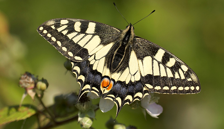 The swallowtail butterfly
